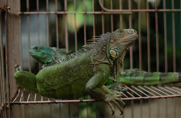 Green Iguana - Close up detail of green iguana. Pet iguana. 