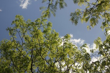 Green branches and leaves against a blue sky.