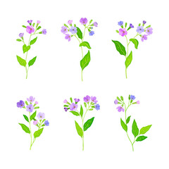 Beautiful lungwort or pulmonaria flowers set. Wild meadow flowering medicinal herbal plant vector illustration