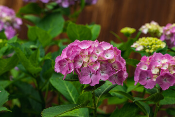 赤紫色の紫陽花