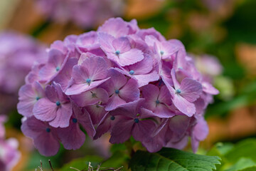 赤紫色の紫陽花