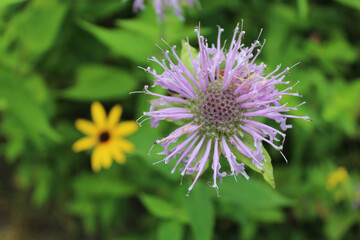 Wild bergamot close up with a black-eyed Susan in the background at Somme Prairie Grove in Northbrook, Illinois - obrazy, fototapety, plakaty