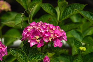 赤紫色の紫陽花