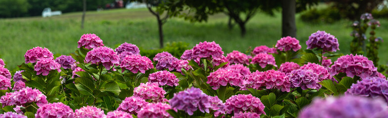 Obraz premium 赤紫色の紫陽花