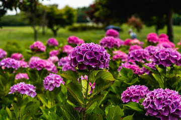 赤紫色の紫陽花