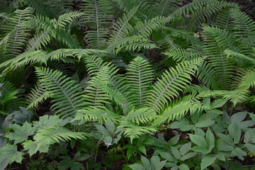 Fototapeta na wymiar green leaves of fern isolated in the forest