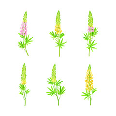 Beautiful lupin flowers set. Meadow flowering herbaceous plant vector illustration