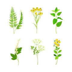 Set of blooming medicinal herbs and wild flowers vector illustration