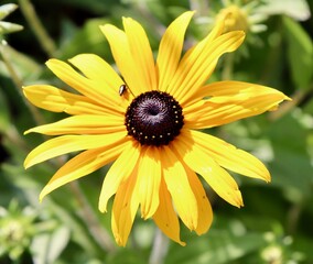 A close view of the bright yellow flower in the garden.