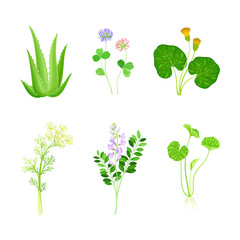 Fototapeta na wymiar Set of blooming medicinal herbs and wild flowers. Alfalfa, clover, mother and stepmother, dill healing plants vector illustration