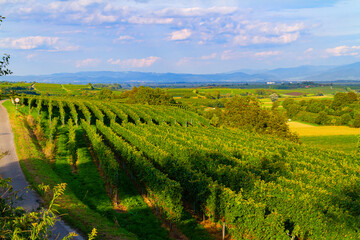 Naklejka premium Weinberge Reben Freiburg Breisach