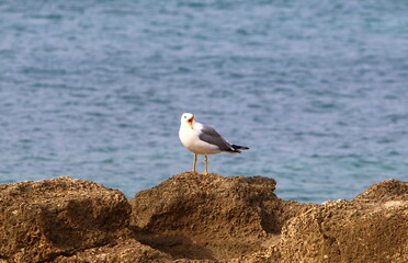 Coast of the Mediterranean Sea in the north of the State of Israel.
