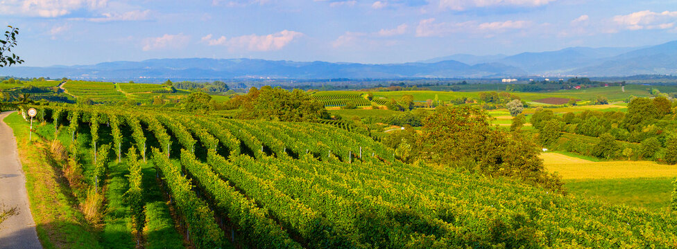 Weinberge Reben Freiburg Breisach