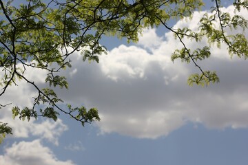 sky and tree