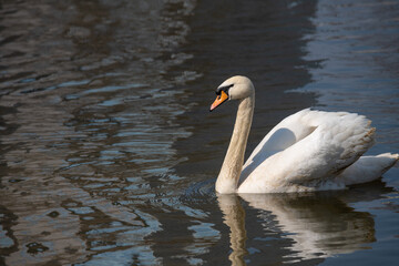 Naklejka premium Nice white swan sweeming on lake at summer sunny day, nature and wild life birds