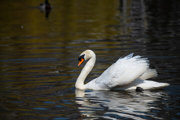 Nice white swan sweeming on lake at summer sunny day, nature and wild life birds