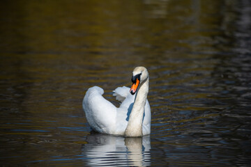 Obraz premium Nice white swan sweeming on lake at summer sunny day, nature and wild life birds