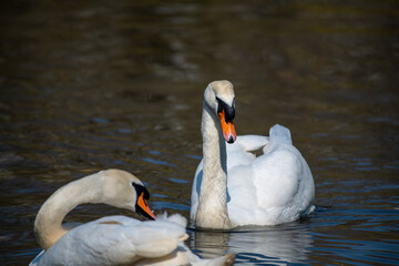 Obraz premium Nice white swan sweeming on lake at summer sunny day, nature and wild life birds