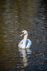 Obraz premium Nice white swan sweeming on lake at summer sunny day, nature and wild life birds
