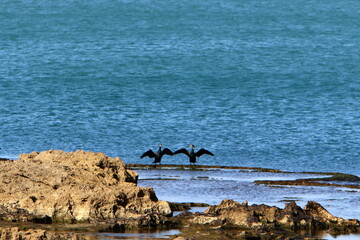 Fototapeta premium Coast of the Mediterranean Sea in the north of the State of Israel.