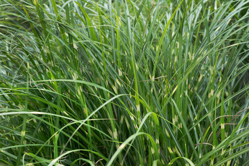 Blurred image of green grass with stripes on a summer day.