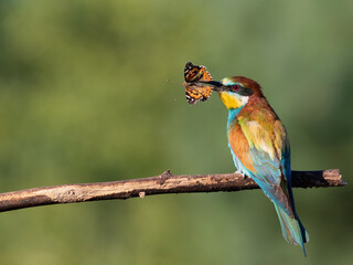 Obraz premium European bee-eater, Merops apiaster. A bird sits on a branch and holds a butterfly in its beak