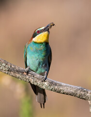 European bee-eater, Merops apiaster. A bird sits on a beautiful old branch and holds a bee in its beak