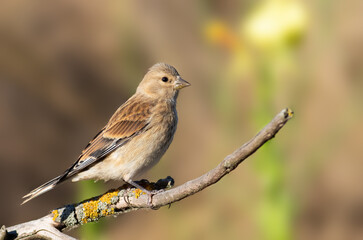 Fototapeta premium Common linnet, Linaria cannabina. A bird sits on a branch against a beautiful blurred background