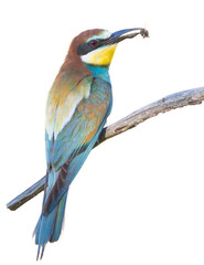 European bee-eater, Merops apiaster. A bird sits on a branch, holding a bee in its beak. On a white background, isolated
