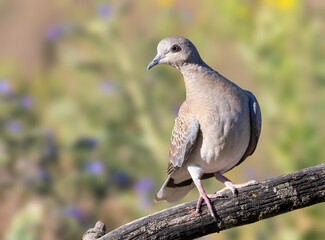 European turtle dove, Streptopelia turtur. A bird sits on an old dry branch