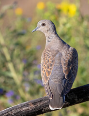 European turtle dove, Streptopelia turtur. A bird sits on an old dry branch