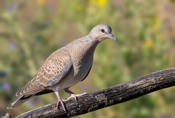 European turtle dove, Streptopelia turtur. A bird sits on an old dry branch
