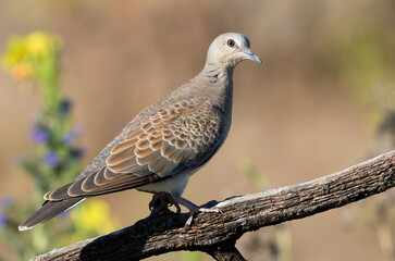 European turtle dove, Streptopelia turtur. A bird sits on an old dry branch on a blurry background