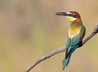 European bee-eater, Merops apiaster. A bird sits on a beautiful curved branch and holds a bee in its beak against a blurry background