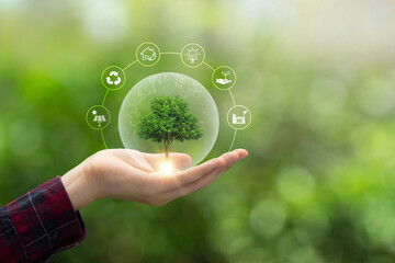 Hand holding a green tree with icons of energy sources for renewable, sustainable development. ecology and world sustainable environment concept. Saving the environment, saving the clean planet.