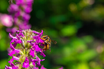 Flying honey bee collecting pollen from tree blossom. Bee in flight over summer background. bees are collecting nectar. Honeybee collecting nectar on a Purple Aster flower in full bloom close up.