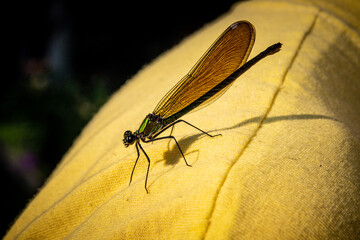 Close-up shot of a green dragonfly with transparent wings perched on a leaf of an shoulder.