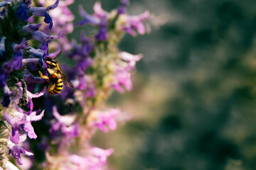 Flying honey bee collecting pollen from tree blossom. Bee in flight over summer background. bees are collecting nectar. Honeybee collecting nectar on a Purple Aster flower in full bloom close up.