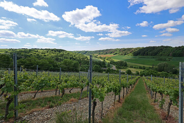 Fototapeta na wymiar Green Grapes Vines in Vineyard during Summer