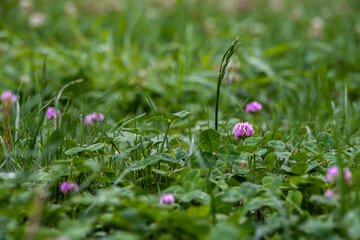 Background of fresh pink flowers and green leaves of clover or trefoil in a spring garden, close up. High quality photo. Water drop on grass, rainy day.