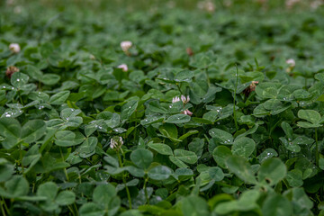 Background of fresh pink flowers and green leaves of clover or trefoil in a spring garden, close up. High quality photo. Water drop on grass, rainy day.