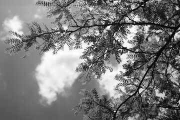 Tree branches growing against the sky in black and white.