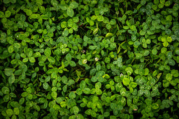 Fototapeta na wymiar Beautiful green nature, full frame many the green leaf for background, top view. Green leaves with water drop, texture background, natural background and wallpaper.