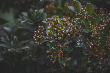 Bush with green leaf, ripe and ripening berries close up. Excellent berry crop, yielding a good harvest. Green low-growing small-leaved shrub with flowers buds. 
