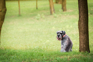 Dog sitting in the park by the tree and looking at camera.