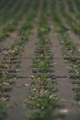 Close up green grass growing on the pavement tiles in the park. Parking area with grass growing through.