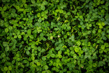 Beautiful green nature, full frame many the green leaf for background, top view. Green leaves with water drop, texture background, natural background and wallpaper.