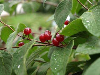 Shrub Poisonous fly agaric fruits( Lonicera xylosteum)  Honeysuckle Branch with Red Berries