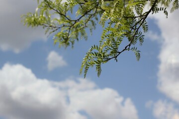 branches against sky