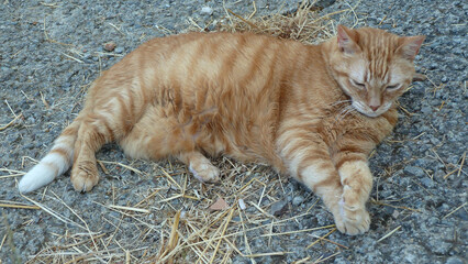 Gatto